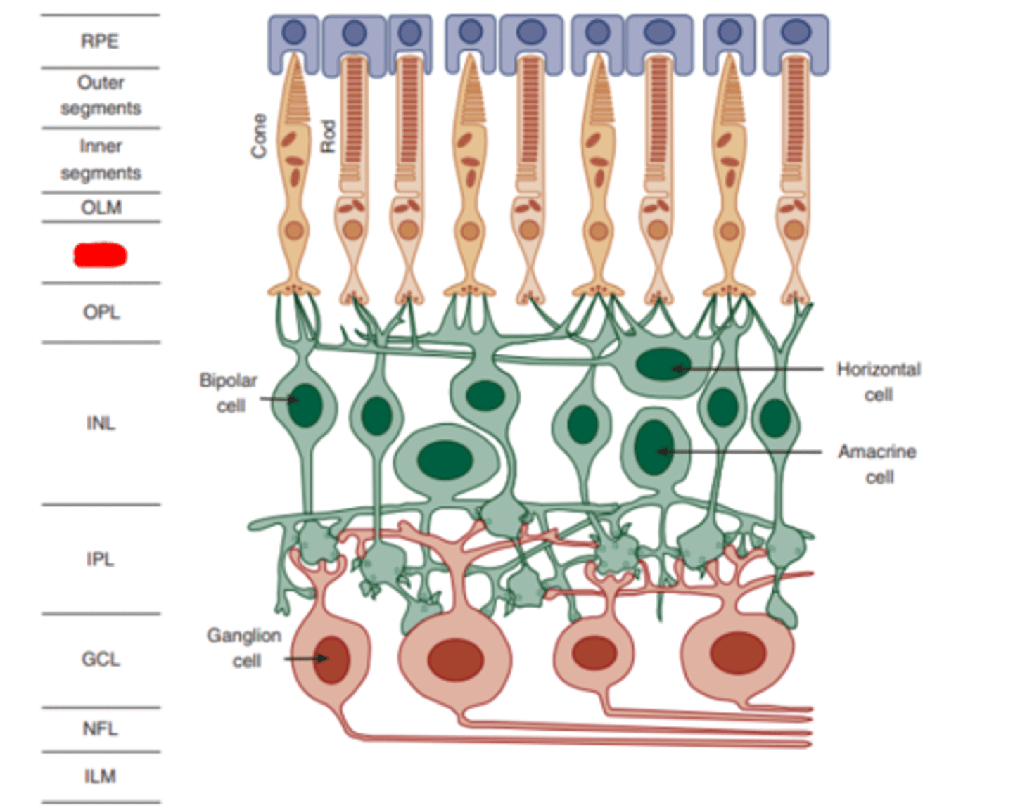 <p>layer of the retina made up of photoreceptor nuclei.</p>