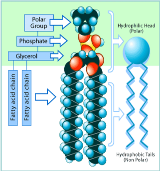 Cell membrane made of phospholipid

Phospholipids also form the membrane around organelles