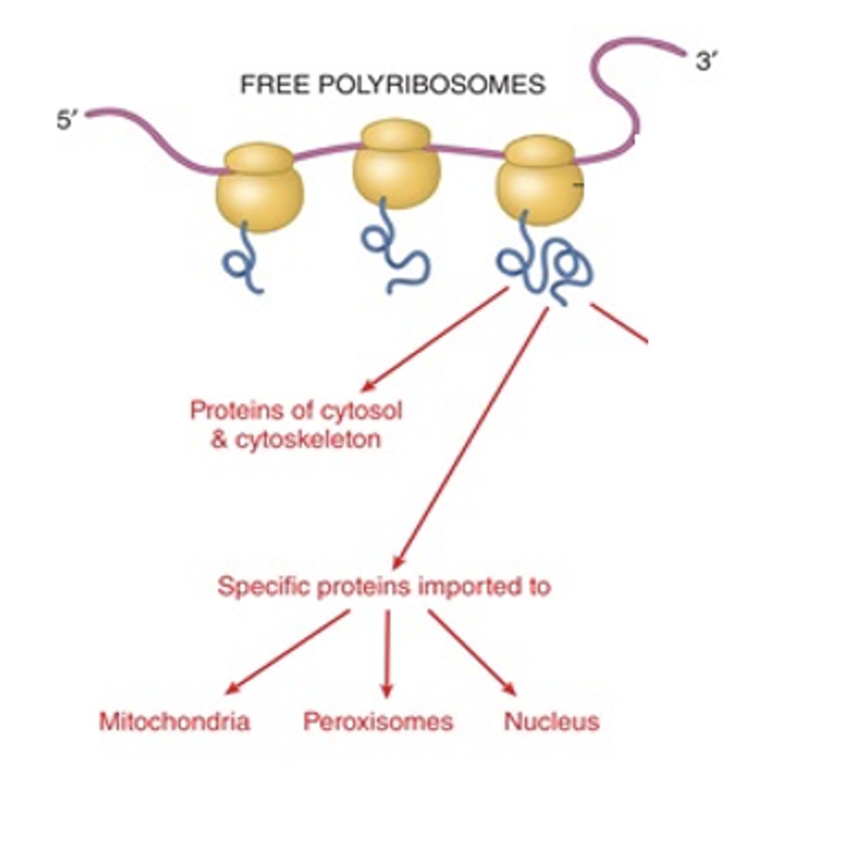 <p>What does the small ribosomal subunit (40S) contain?</p>