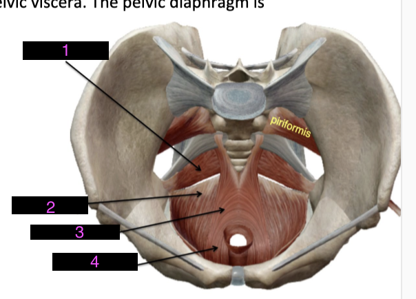 <p>label these muscles of the pelvic floor</p>