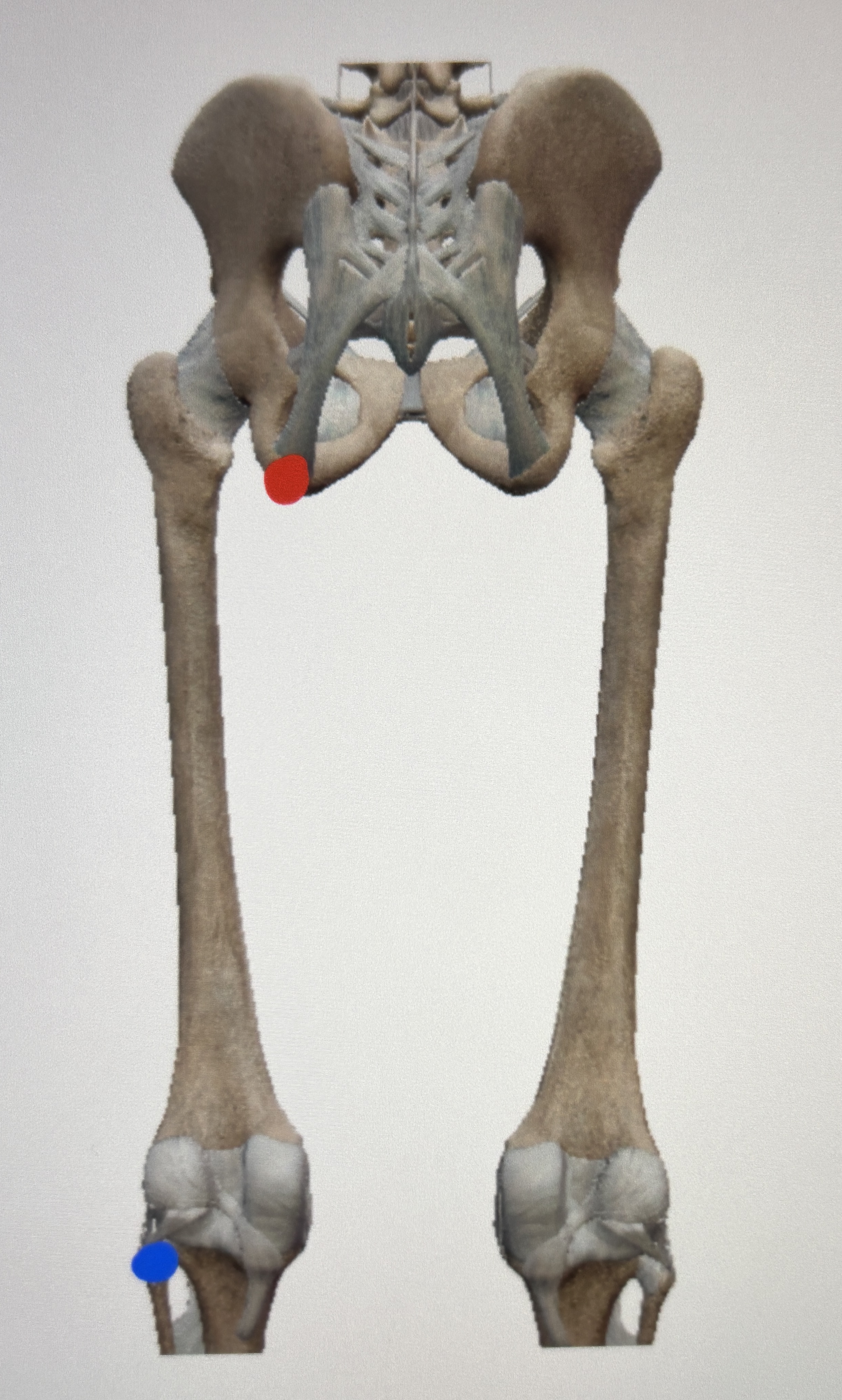 <p>What’s this muscle </p>