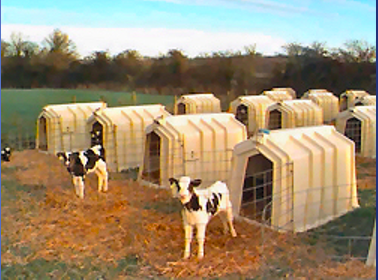 calf hutches, group pens, paired housing