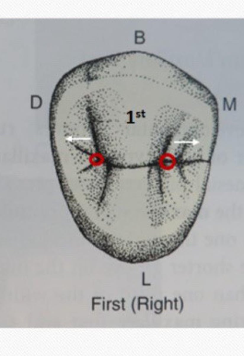 <p>Mesial & distal pits are __ to the marginal ridges on first premolars.</p>