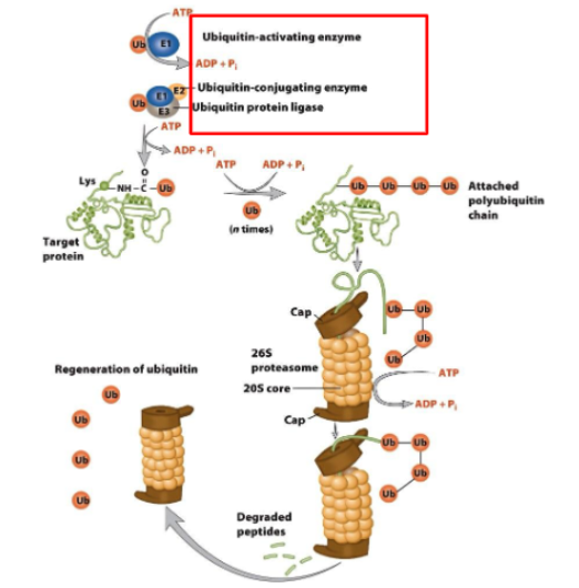 <ul><li><p>Ubiquity (a 76 amino acid polypeptide) is attached to a protein by a series of enzyme-mediated reactions.</p></li><li><p>The ubiquitin-conjugated protein is then targeted to the 26S proteasome.</p></li><li><p>Ubiquitin is released and the target protein is degraded<br>by proteases</p></li></ul><p>ubquity activated by atp <strong>(E1) activating enzyme</strong></p><p>Ubiquitin-conjugating enzyme<strong>(E2)  congregate enzyme</strong></p><p>Ubiquitin Protien ligase<strong> (E3) ligase enzyme</strong></p><p></p>