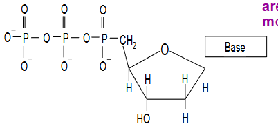 <p>Phosphates joined to hydroxyl on C5 of sugar group</p><p>Nucleotides have either one, two or three phosphate attached</p><p>Deoxynucleotide triphosphates (dNTPs) are the building blocks of the DNA molecule</p><p></p>