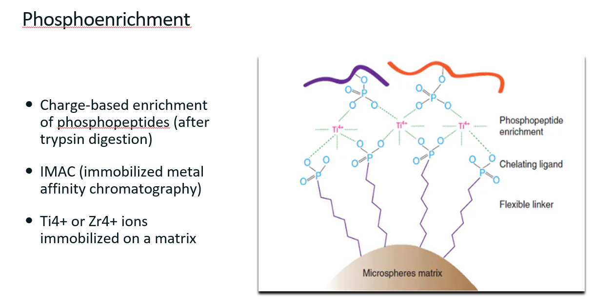 <p><strong>Definition</strong></p><p><strong>Phosphoenrichment</strong> refers to a set of techniques used to <strong>isolate and enrich phosphorylated proteins or peptides</strong> from complex biological mixtures before mass spectrometry (MS) analysis.</p><p>This is a relatively easy thing to do since phosphate groups add a negative charge to the protein, a property that can be used to separate the modified proteins from the non-modified ones.</p><p><strong><u>Immobilized Metal Affinity Chromatography (IMAC)</u></strong></p><ul><li><p>Charged-based enrichment of phosphopeptides (after trypsin digestion)</p></li><li><p>Uses metal ions (Ti4+ or Zr4+) immobilized on a bead.</p></li><li><p>These ions can bind to the phosphate groups to “pull out” the phosphorylated <strong><u>proteins from the sample.</u></strong></p></li></ul><p><strong><u>Workflow in a Phosphoproteomics Experiment</u></strong></p><ol><li><p><strong>Protein extraction</strong> from cells or tissues.</p></li><li><p><strong>Proteolytic digestion</strong>, usually with trypsin, to generate peptides.</p></li><li><p><strong>Phosphoenrichment</strong> to isolate phosphorylated peptides.</p></li><li><p><strong>Mass spectrometry analysis</strong> to identify and quantify phosphopeptides.</p></li></ol><p></p>