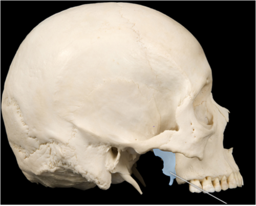 A process of the sphenoid bone it consists of two lamellae and points strictly downward