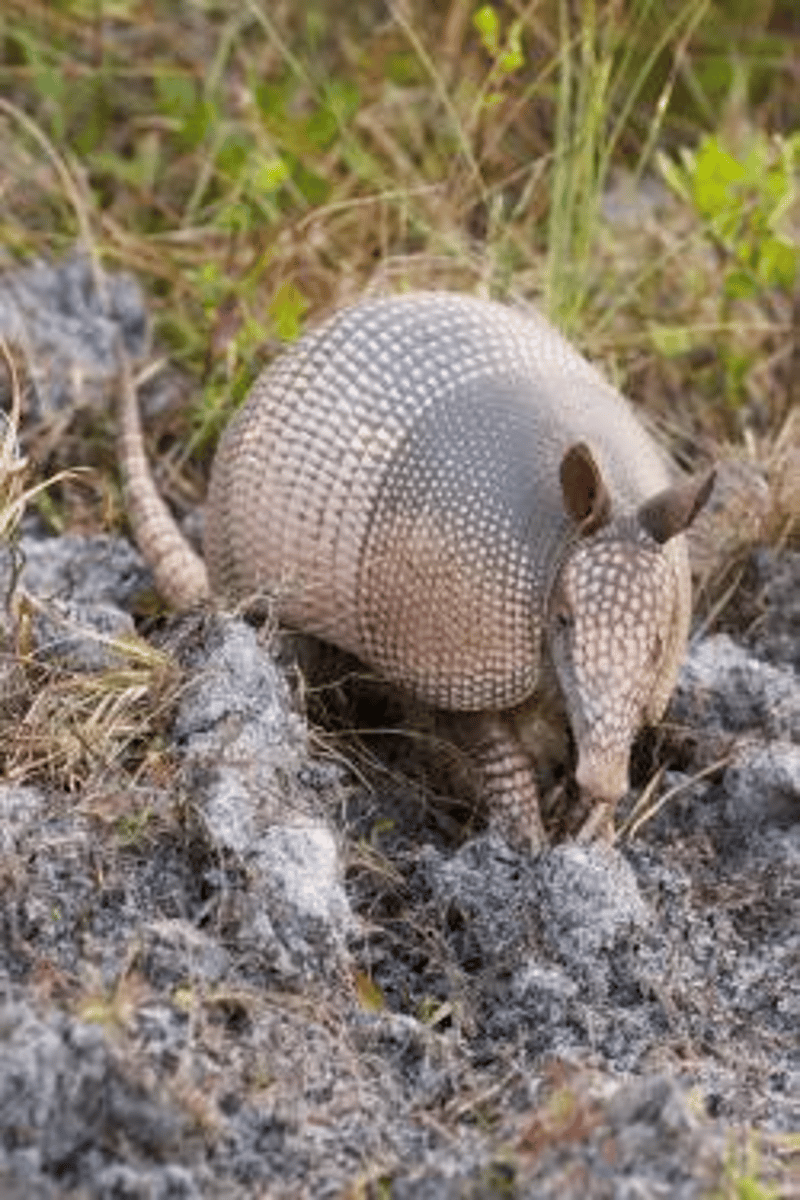 <p>Armadillos</p>