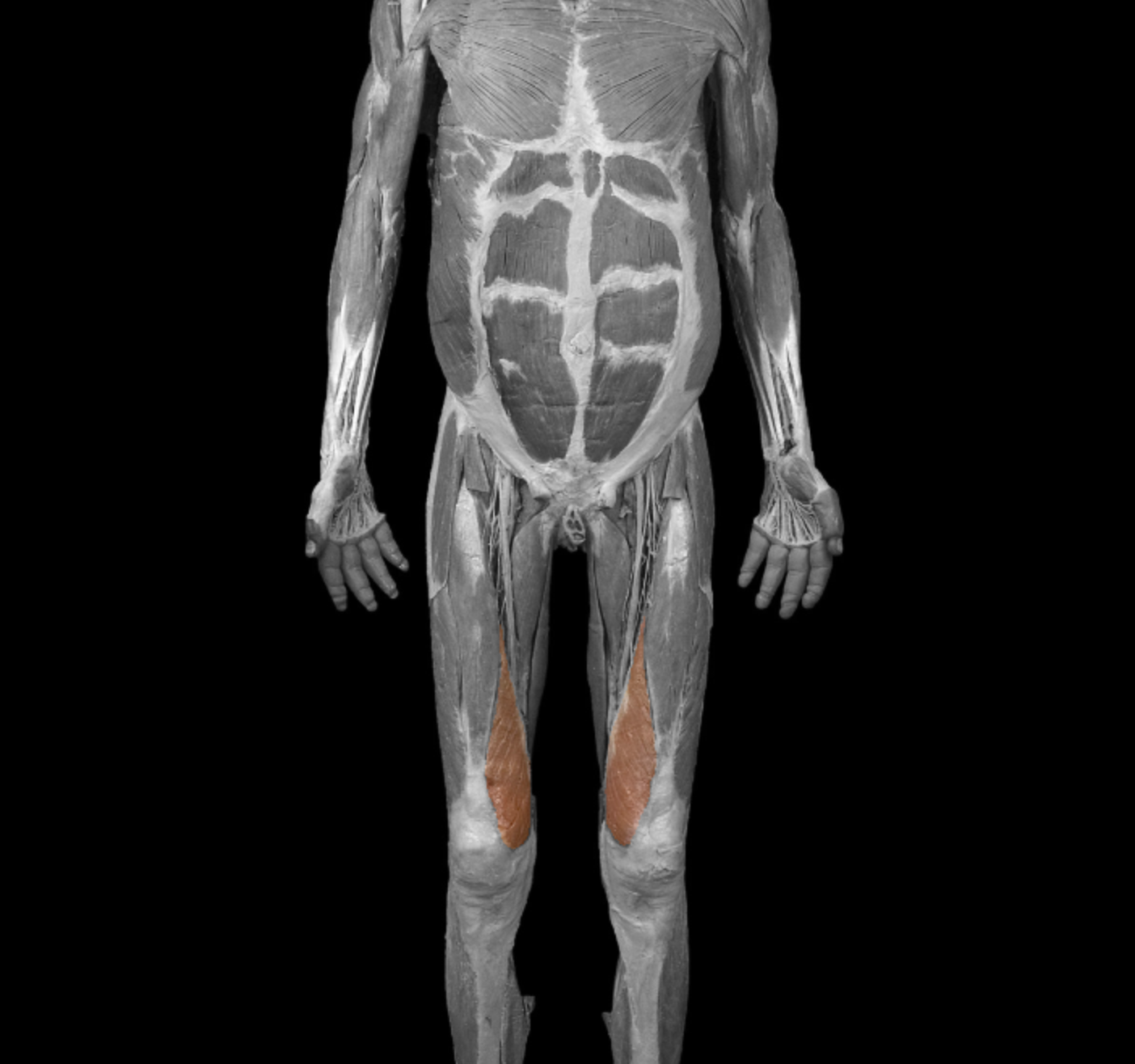 <p>origin: linea aspera </p><p></p><p>insertion: patella  via quadriceps tendon (patellar ligament to tibial tuberosity) </p><p></p><p>action: extend leg at knee </p><p></p><p>innervation: femoral nerve </p>