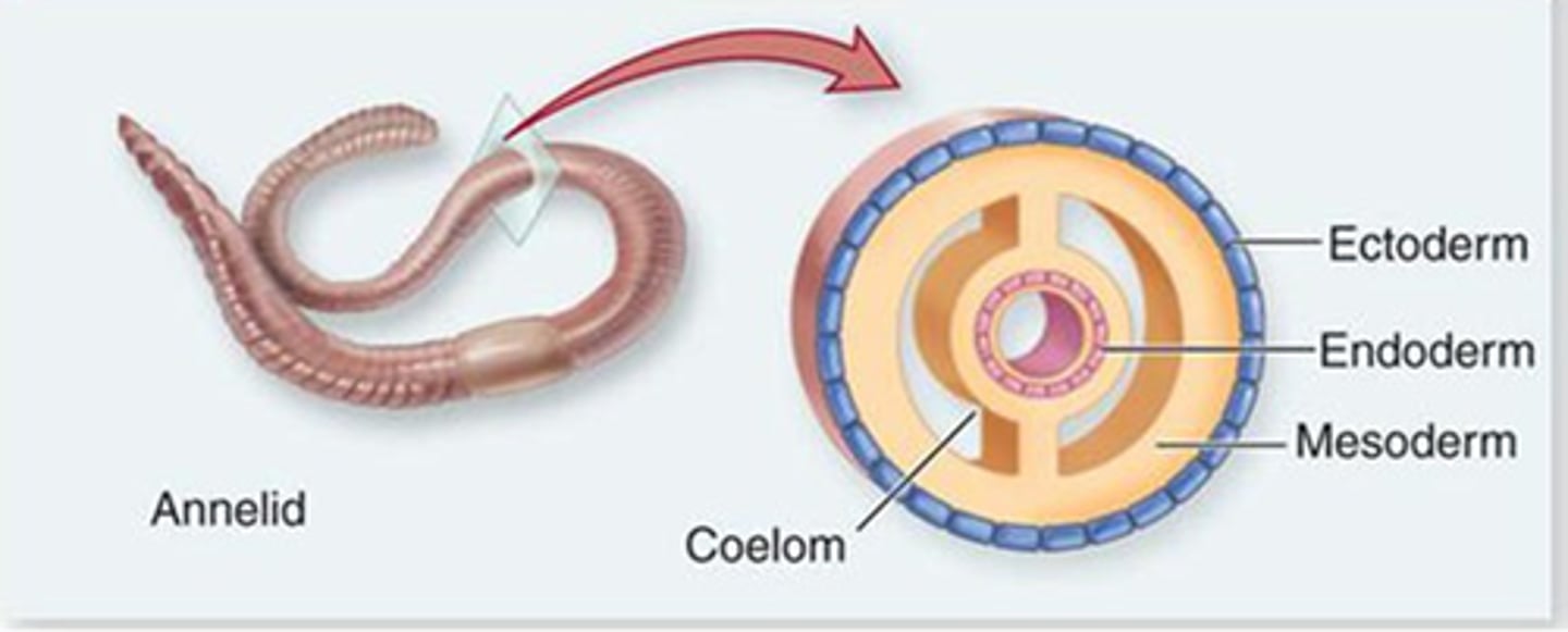 <p>The main body cavity that forms between the germ layers. Organs are suspended and protected in this cavity.</p>