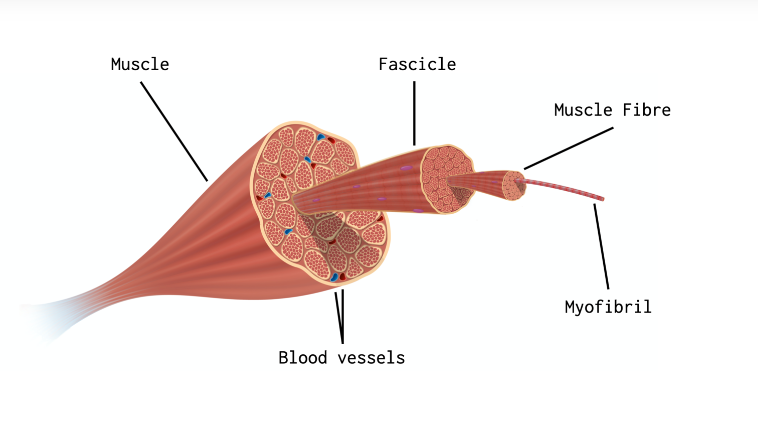 <p>make up of a skeletal muscle</p>