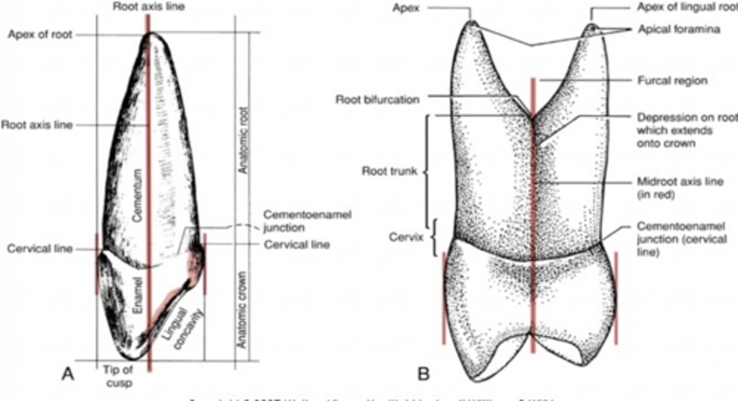 <p>Imaginary line that splits the root in half (mesiodistally or faciolingually)</p>
