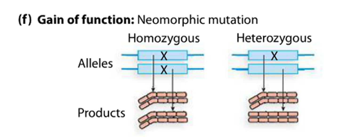 <p>a mutant expressing a new or novel function not seen in the wild type</p><p>gain of function mutation</p><p>Like insulin being produced in your toe</p>
