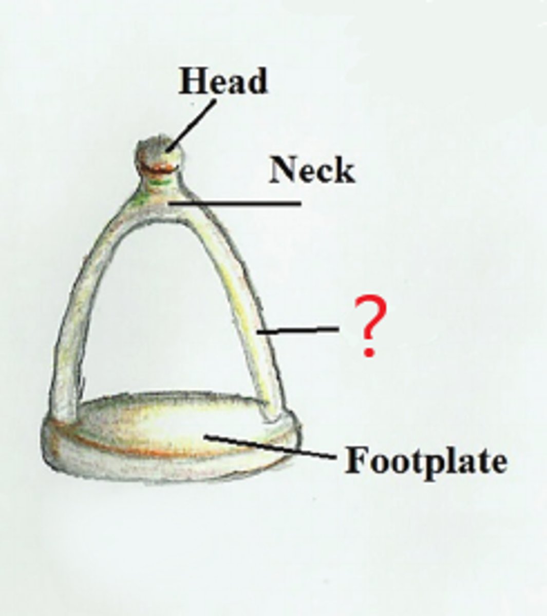 <p>two limbs/arches connected to footplate & neck</p>