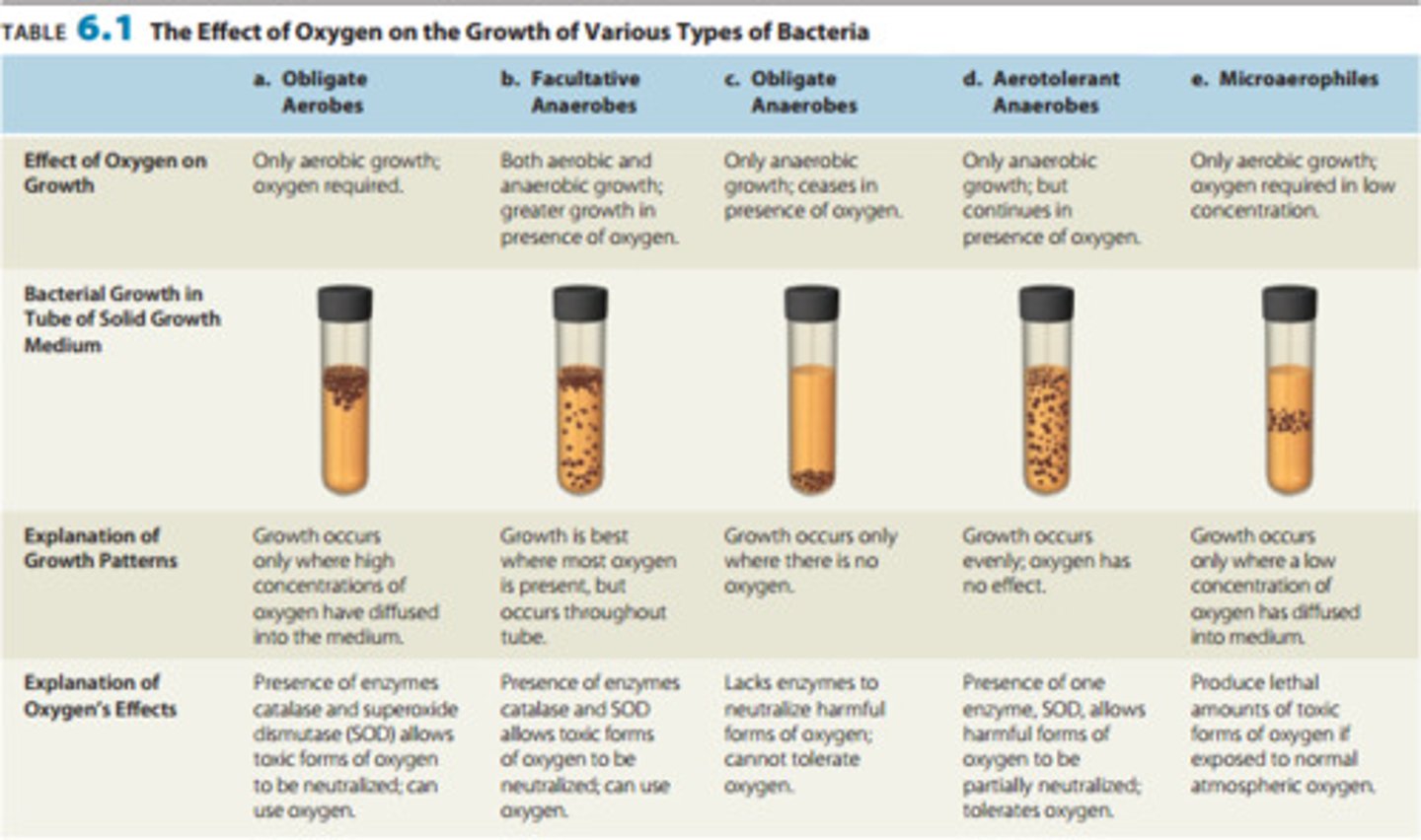 <p>do not use oxygen but are not killed by it</p>