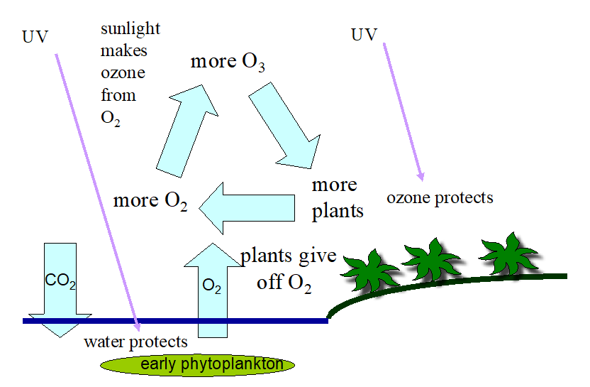 <p><span>Life colonized the land surface via the positive feedback among photosynthesis, ozone, and UV protection; when life is protected by the Ozone Layer from UV radiation, they colonize the land, with plants making more oxygen, hence more ozone (positive feedback)</span></p>