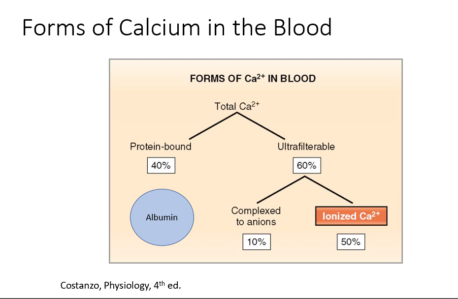 <p><strong>40% is protein bound (to Alubumin!)</strong></p><p><strong>60% is ultrafilterable</strong> (50% of this is Ionized Ca, the other 10% is complexed to anions)</p><p></p>