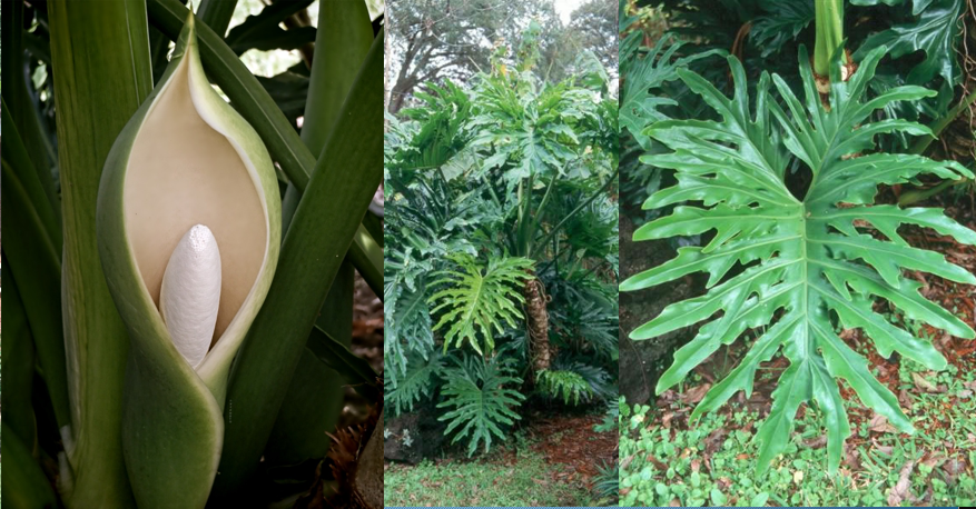<p>Split Leaf Philodendron </p>