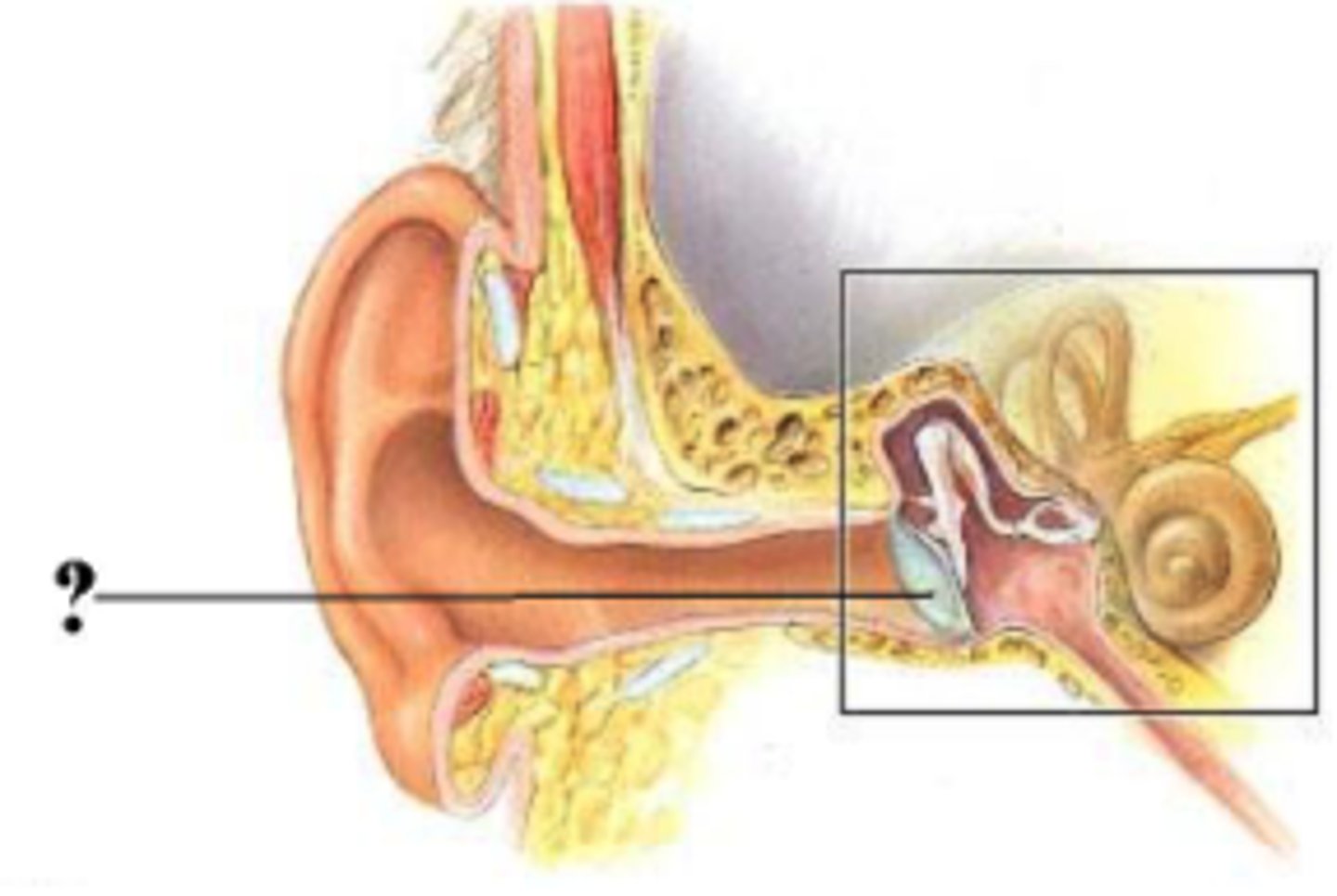<p>tympanic membrane</p>