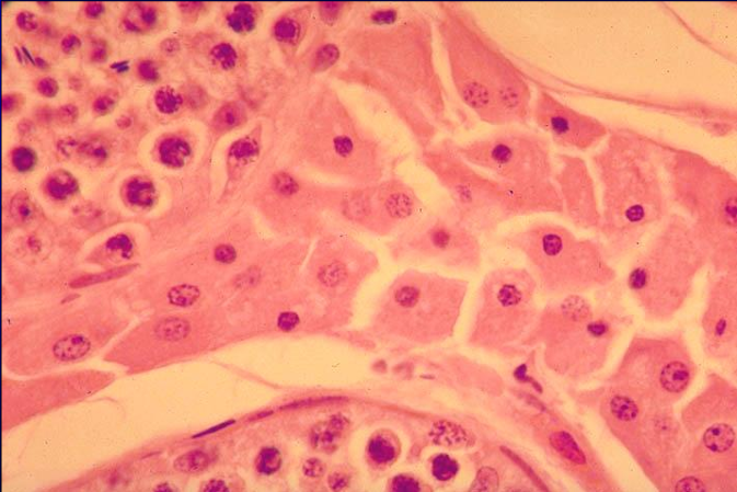 <p>Identify the structure:</p><p>Specie:</p>