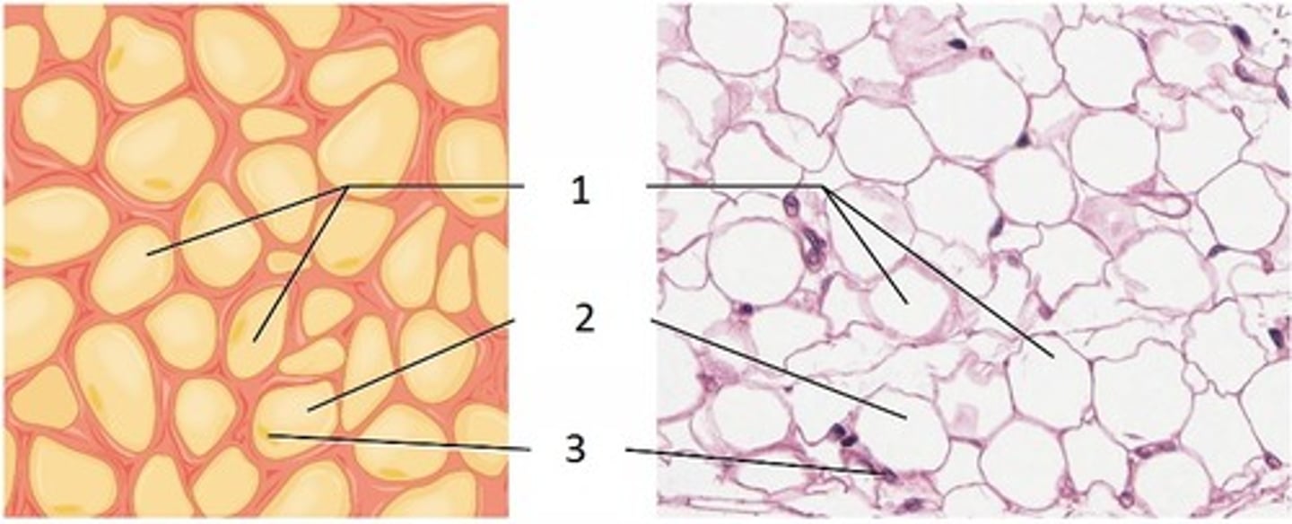 <p>- Stor lipiddroppe som är <strong>univakuolär</strong></p><p>- Platt cellkärna</p>