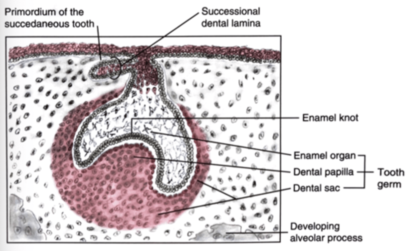 <p>1) Enamel Organ<br>2) Dental Papilla<br>3) Dental Sac</p>