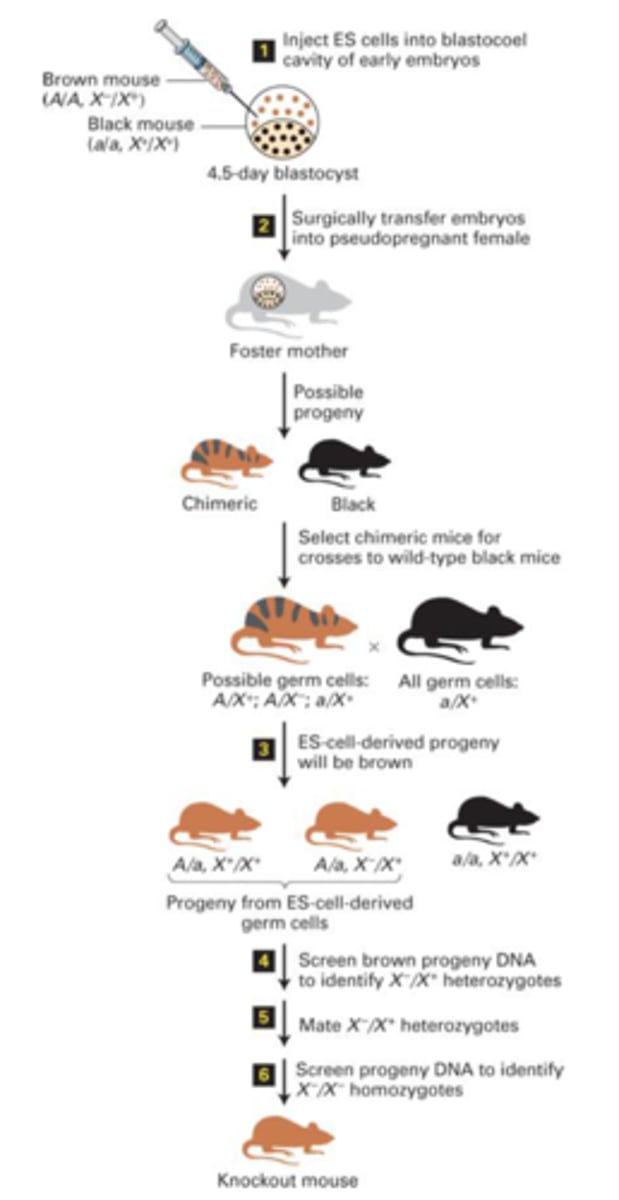 <p>Breeding a chimeric mouse with a wild type black mouse, then breeding the heterozygous progeny with another.</p><p>The initial breeding will result in three progeny options: 1 brown with wildtype homozygous, 2 brown with heterozygous wildtype/knockout, and 3 black homozygous wildtype.</p><p>The second breeding will be two of the 2nd progeny. The progeny of this second breeding can be screened for homozygous knockouts.</p><p>Keep in mind, germ cells only have one copy of each gene from the parent</p>