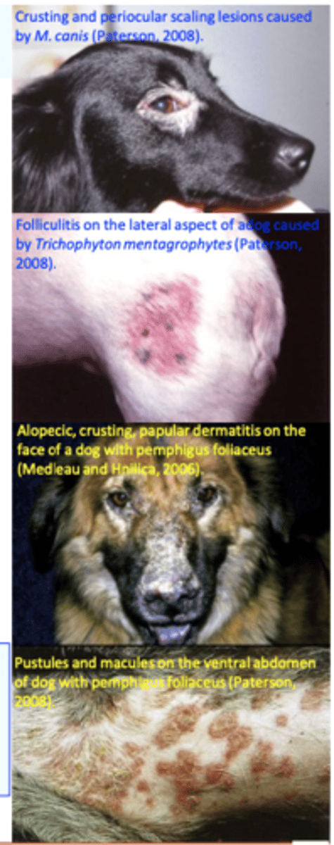 <p>Other causes of folliculitis and furunculosis</p><p>Hypersensitivity (atopy, flea bite, food etc); </p><p>• Dermatomyositis</p><p>• Hyperadrenocorticism</p><p>Clinical signs of generalized demodicosis may be variable =&gt; it is advisable to perform skin scrapings in dogs with unidentified skin diseases, pyoderma, seborrhea, alopecia, exfoliative dermatitis etc;</p>