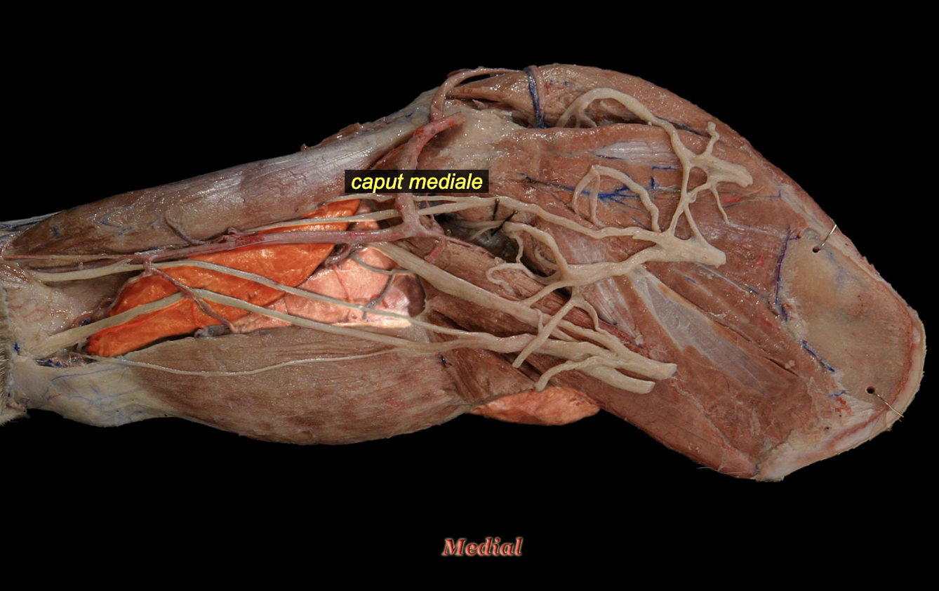 <p><span>O: crest of lesser tubercle</span><br><span>I: olecranon</span><br><span>A: extension of elbow</span><br><span>N: radial n.</span></p>