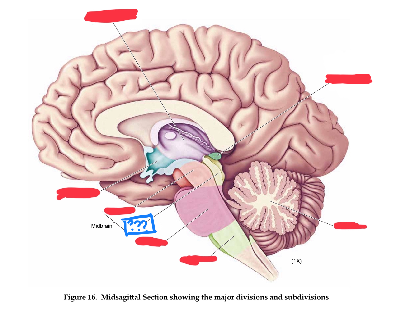 <p>roof of midbrain cerebral aqueduct, contain superior and inferior colliculi (in mesencephalon)</p>