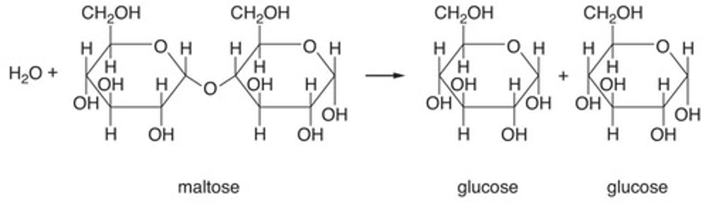 <p>The process by which cells break down glucose to create other energy molecules.</p>