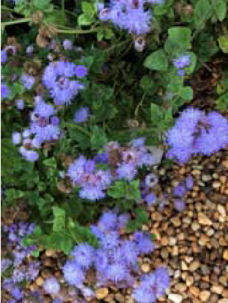 <p>Ageratum houstonianum </p>