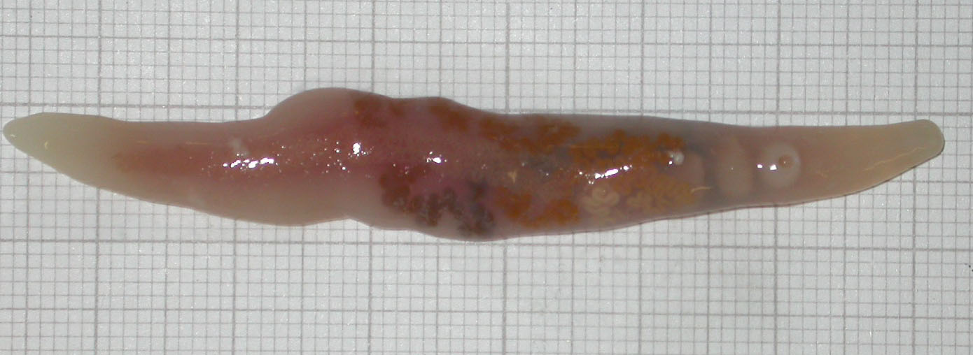 <p>aka flukes, internal parasites</p><p></p>