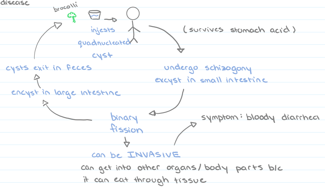 
1. ingested
2. undergo schizogony and excyst in small intestine
3. binary fission
4. encyst in large intestine
5. cysts exit in feces