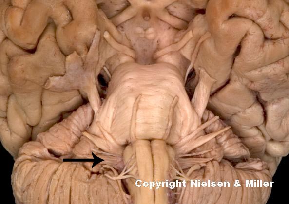 <p>what is indicated nerve</p>