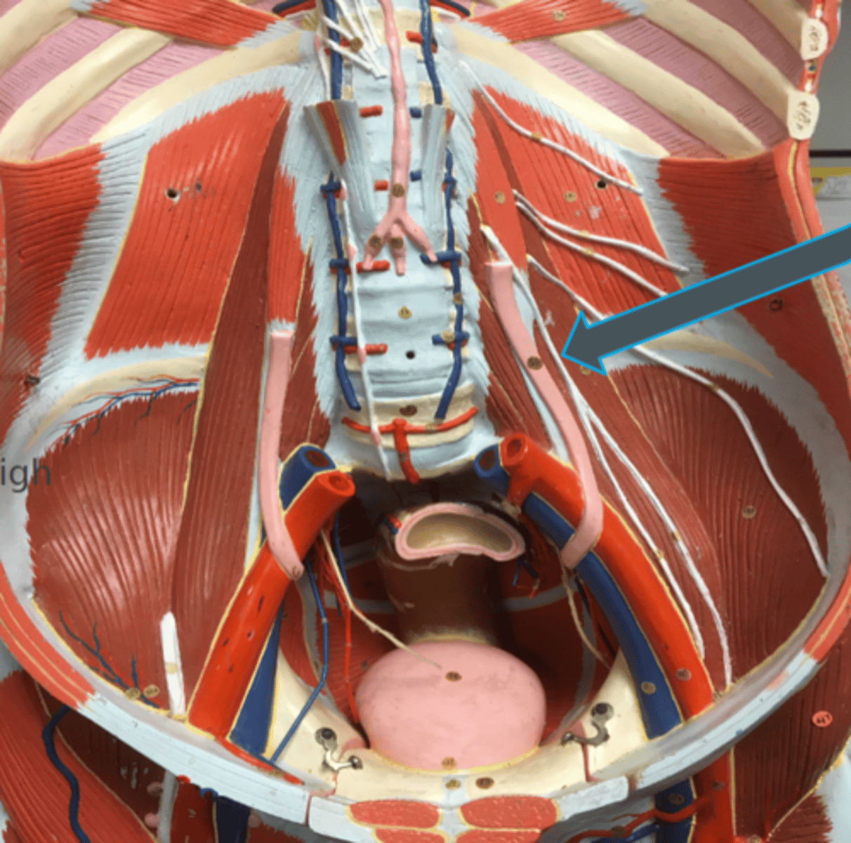 <p>innervates:<br>- skin of middle anterior thigh<br>- male cremaster muscle</p>
