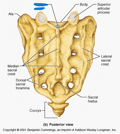 <p>which part of the sacrum?</p>