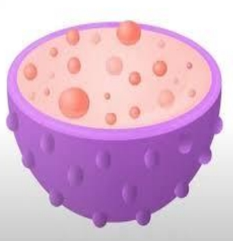 <p>Lysosomes</p>