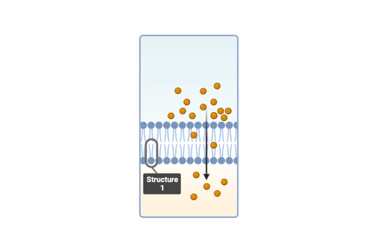 <p>Which statement(s) accurately describe <strong>Structure 1</strong>? Select <strong>all</strong> that apply.</p><ul><li><p><span>a. This structure is a phospholipid. &nbsp;</span></p><p></p></li><li><p><span>b. This structure is a phospholipid bilayer.</span></p><p></p></li><li><p><span>c. This structure is a protein.</span></p><p></p></li><li><p><span>d. This structure has a hydrophobic region. &nbsp;</span></p><p></p></li><li><p><span>e. This structure has a hydrophilic region. &nbsp;</span></p><p></p></li><li><p><span>f. This structure is amphiphilic. &nbsp;</span></p><p></p></li><li><p><span>g. This structure has a nonpolar region. &nbsp;</span></p><p></p></li><li><p><span>h. This structure has a polar region. &nbsp;</span></p><p></p></li><li><p><span>i. This structure has a charged region. &nbsp;</span></p></li></ul><p></p>