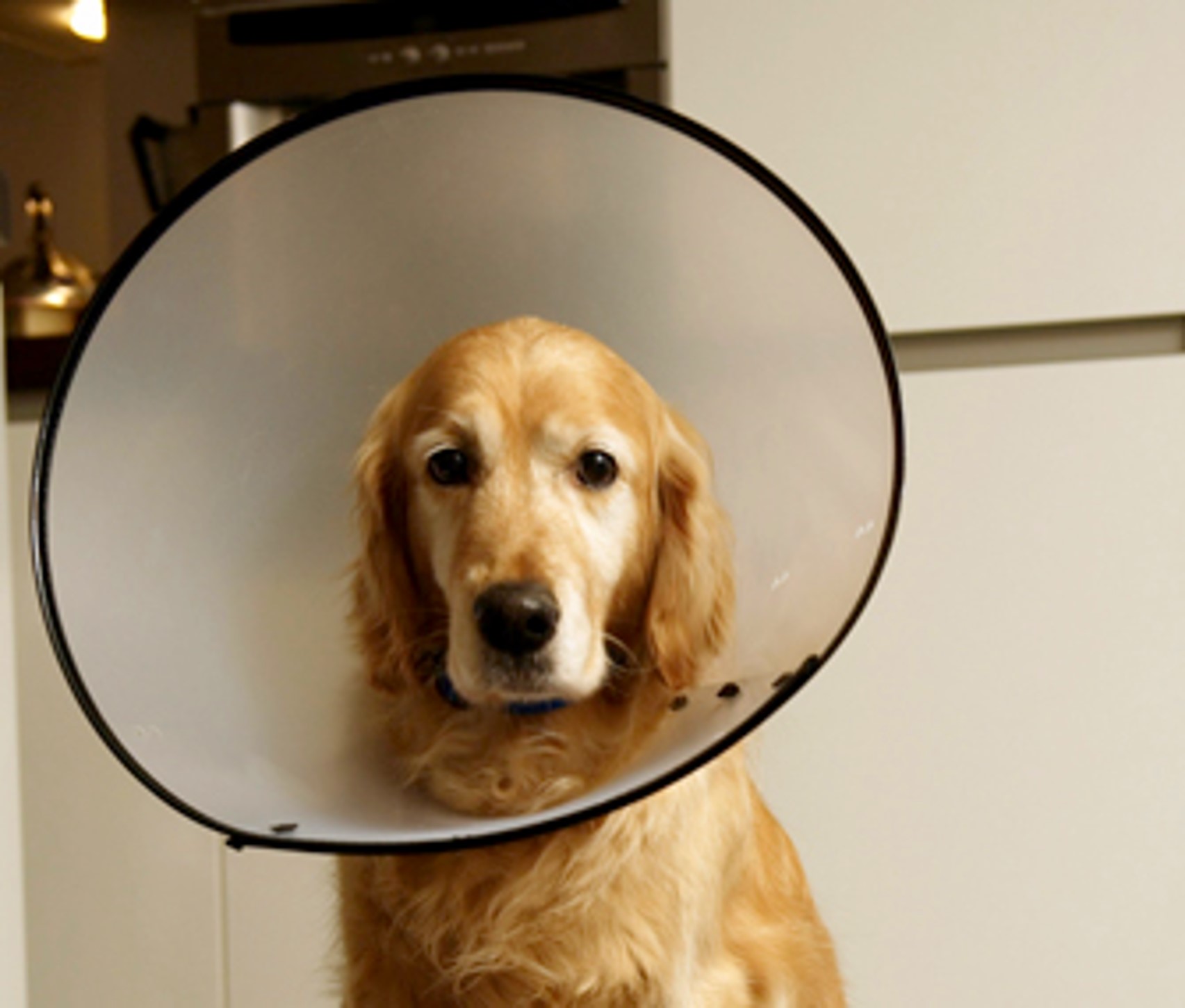 <p>Elizabethan collar</p>