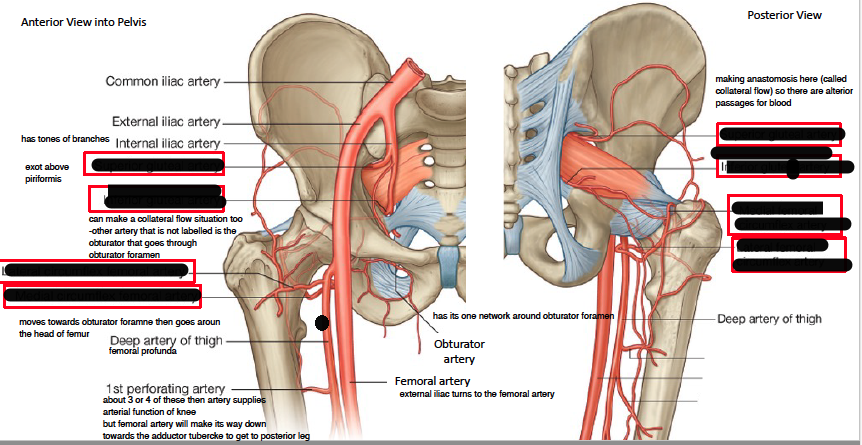 identify the hip joint blood supply in this picture 