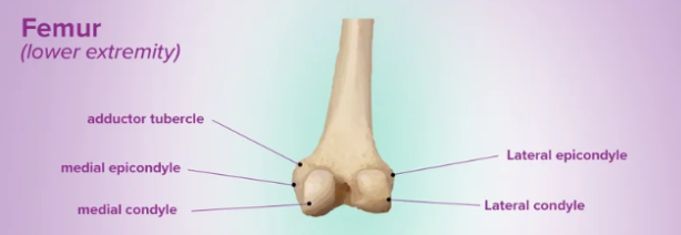 <ul><li><p>Epi is more above of condyle</p></li></ul><p></p>