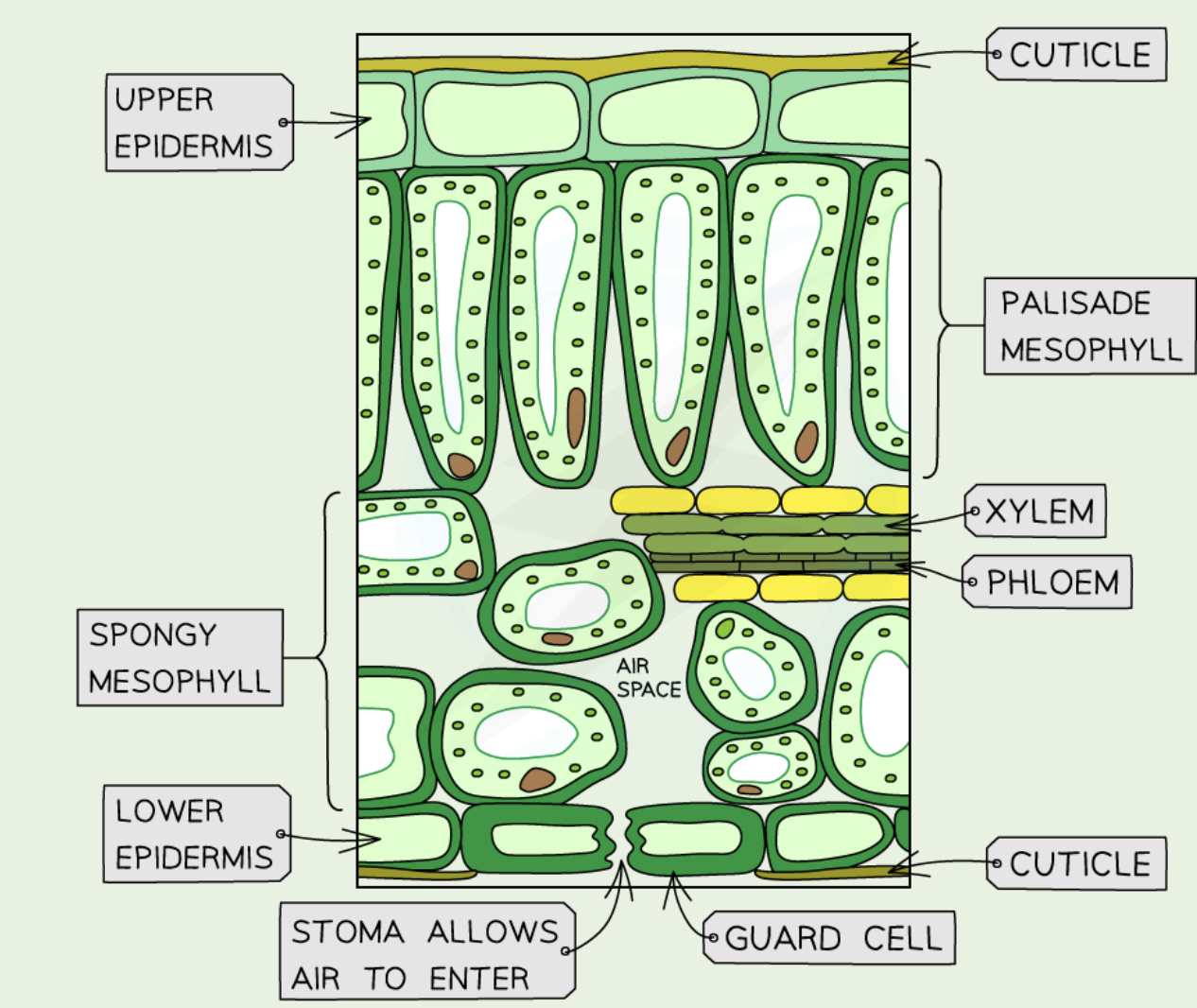 <ol><li><p><strong>Upper epidermis</strong>: protective, transparent.</p></li><li><p><strong>Palisade mesophyll</strong>: many chloroplasts, photosynthesis.</p></li><li><p><strong>Spongy mesophyll</strong>: gas exchange, some photosynthesis.</p></li><li><p><strong>Lower epidermis</strong>: contains stomata + guard cells.</p></li><li><p><strong>Veins (vascular bundles)</strong>: xylem (water), phloem (sugars)</p></li></ol><p></p>