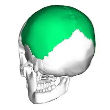 <p>form most of cranial roof and part of its lateral walls </p>