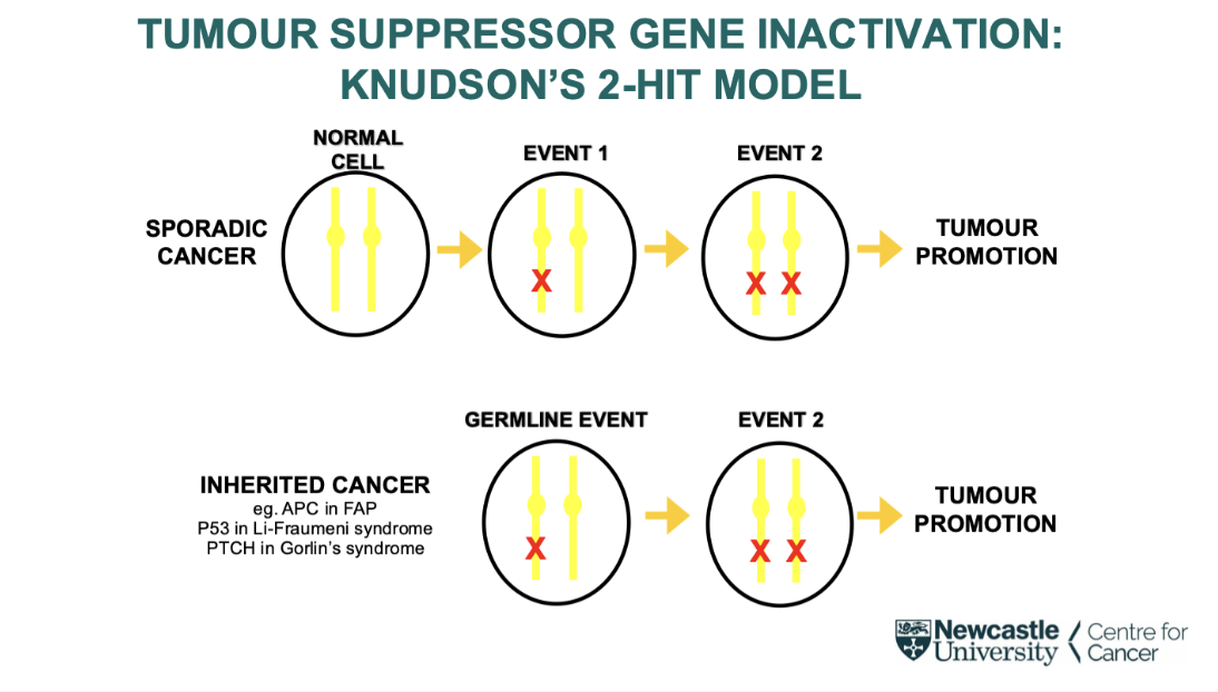 <ul><li><p><span style="background-color: inherit; line-height: 22px; color: windowtext;"><span>Tumour suppressor can be one of the mutations out of the 6-7 needed, but they need two hits to knock each allele out&nbsp;</span></span><span style="line-height: 22px; color: windowtext;"><span>&nbsp;</span></span></p></li></ul><ul><li><p><span style="background-color: inherit; line-height: 22px; color: windowtext;"><span>Sporadic cases take longer and occur much later in life as have two already instead of one&nbsp;&nbsp;</span></span><span style="line-height: 22px; color: windowtext;"><span>&nbsp;</span></span></p></li><li><p><span style="background-color: inherit; line-height: 22px; color: windowtext;"><span>Most inherited cancer caused by inherited inactive tumour suppressor gene</span></span><span style="line-height: 22px; color: windowtext;"><span>&nbsp;</span></span></p><ul><li><p class="Paragraph SCXO213709780 BCX0" style="text-align: left;"><span style="background-color: inherit; line-height: 22px; color: windowtext;"><span>Only need a second mutation</span></span><span style="line-height: 22px; color: windowtext;"><span>&nbsp;</span></span></p></li><li><p class="Paragraph SCXO213709780 BCX0" style="text-align: left;"><span style="background-color: inherit; line-height: 22px; color: windowtext;"><span>Happen earlier in life</span></span><span style="line-height: 22px; color: windowtext;"><span>&nbsp;</span></span></p></li><li><p class="Paragraph SCXO213709780 BCX0" style="text-align: left;"><span style="background-color: inherit; line-height: 22px; color: windowtext;"><span>Can Happen in multiple tissues</span></span><span style="line-height: 22px; color: windowtext;"><span>&nbsp;</span></span></p></li></ul></li></ul><p></p>