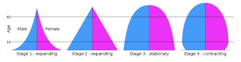 <ul><li><p>Graphs the age and sex distribution of a population</p></li><li><p>Males/Females on x-axis and increasing age on y-axis</p></li><li><p>Stationary/constrictive = low birth/death rates</p></li><li><p>Expansive = high birth and death rates</p></li></ul><p></p>