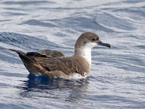 <p>Great Shearwater</p>