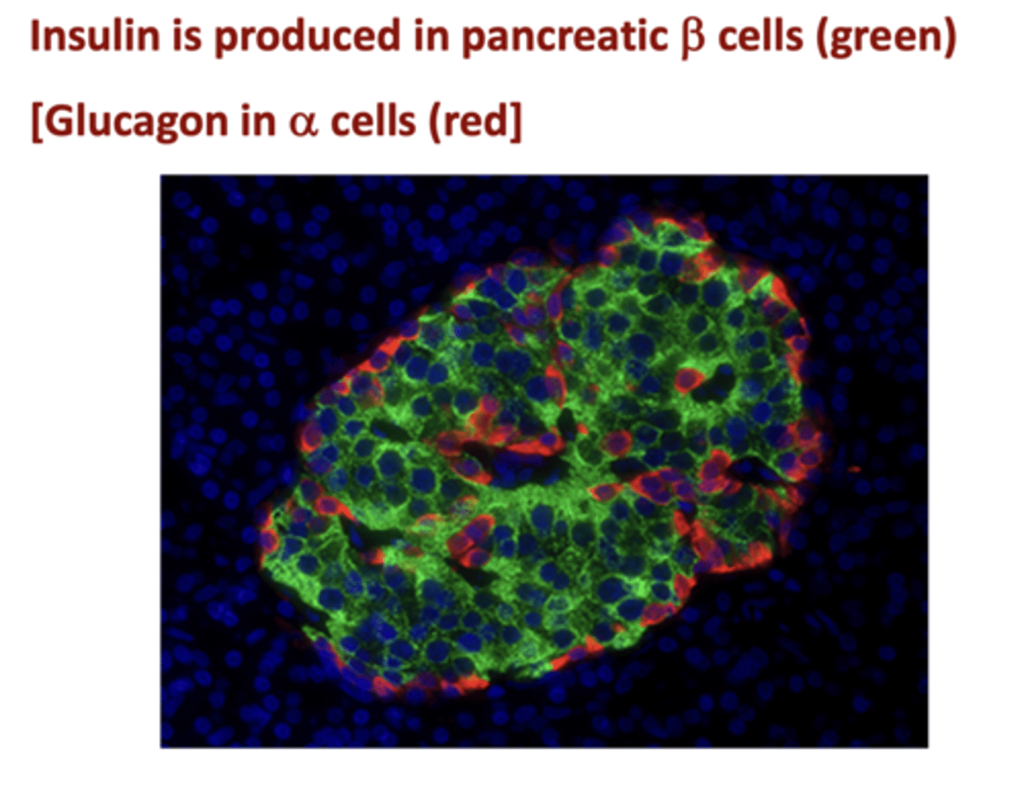 <p>pancreatic beta cells </p>
