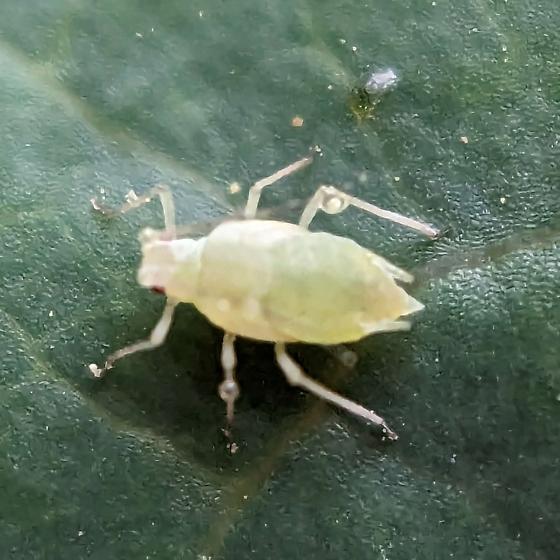 <p>What is the family name of this bug?</p>