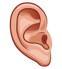 <p>Ear</p>